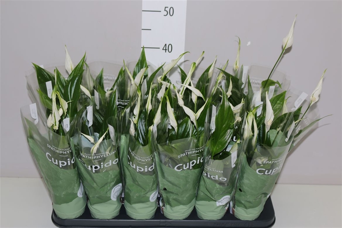 Spathiphyllum Pearl Cupido