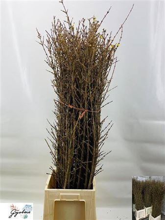 <h4>Forsythia Stems</h4>