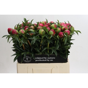 Paeonia Coral Charm
