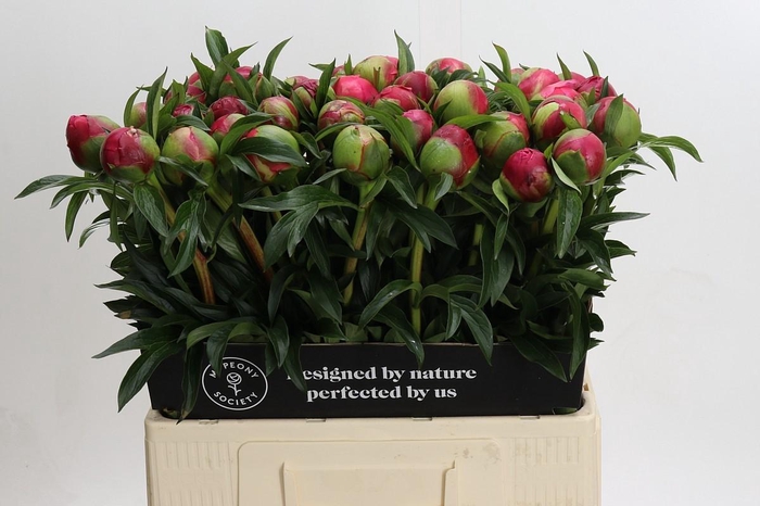 <h4>Paeonia Coral Charm</h4>
