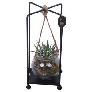 PTSUT8929 Arrangement zomer in frame