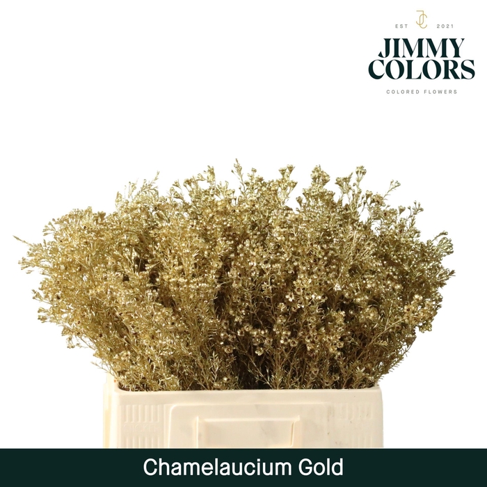<h4>Waxflower L60 Gold</h4>