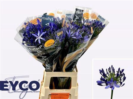 <h4>Agapanthus Eyfori Blue</h4>