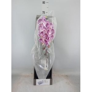 Phalaenopsis   ...lilac