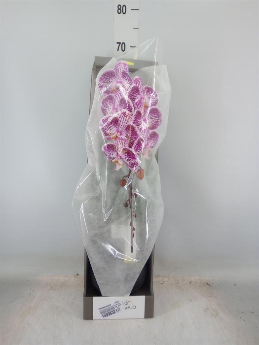 <h4>Phalaenopsis   ...lilac</h4>