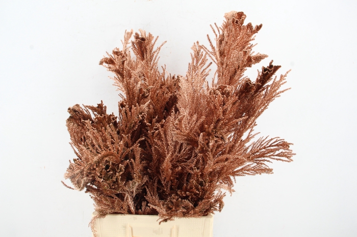 <h4>Cryptomeria Copper</h4>