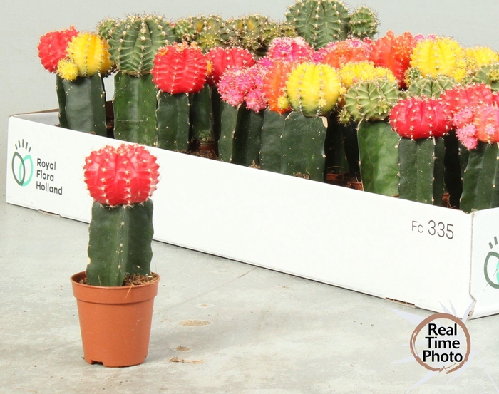 <h4>GYMNO JAPAN GEM</h4>