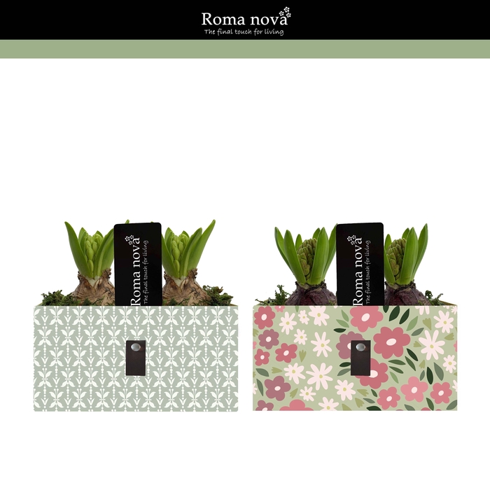 <h4>1350 - Blossom Bliss (Hyacint)</h4>