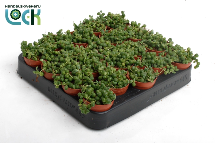 <h4>Senecio Rowleyanus</h4>