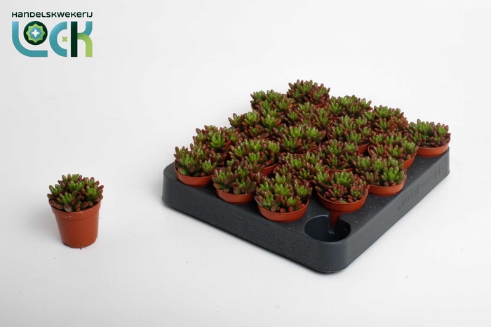 <h4>SEDUM OV</h4>