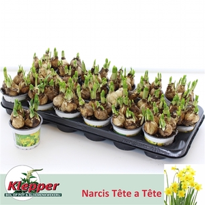 Narcis Tete P9