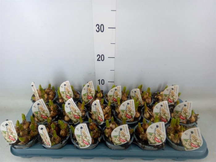 <h4>Muscari ...</h4>