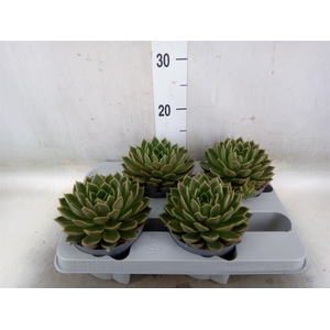 Echeveria   ...not flowering