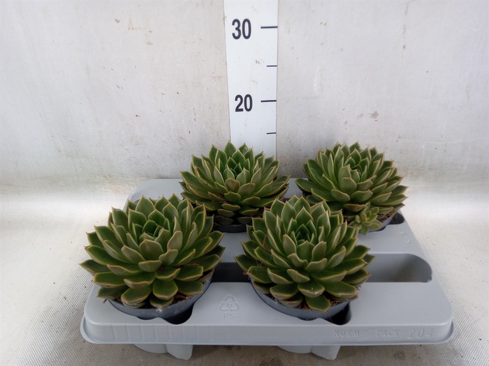 <h4>Echeveria   ...not flowering</h4>