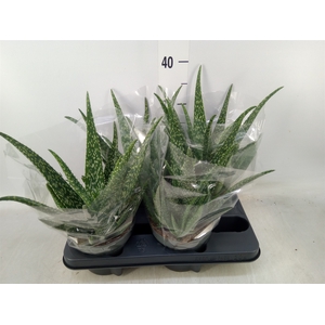 Aloe  'Tropical'