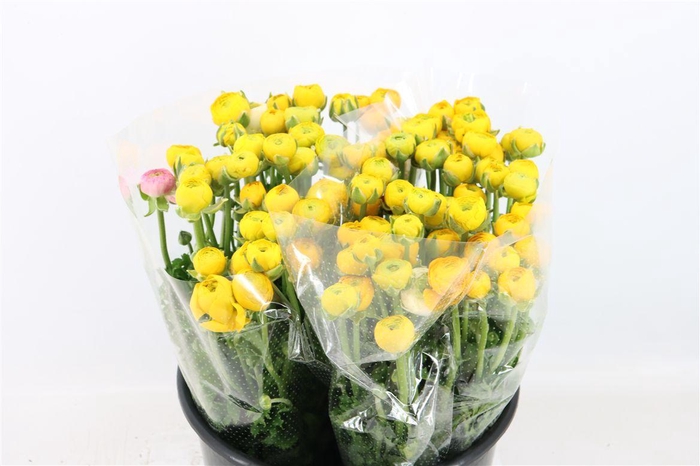 <h4>Ran Elegance Yellow</h4>