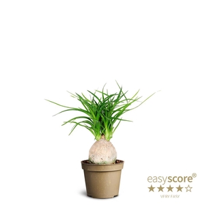 BEAUCARNEA RECURVATA P6