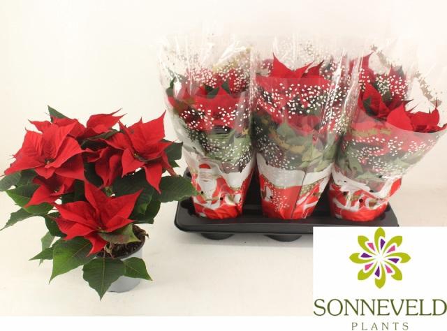 <h4>EUPHOR P CHR F RED</h4>