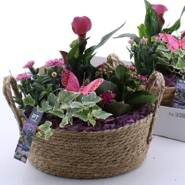 <h4>ARR TUINPLANTEN</h4>