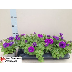 PET SW SUNS PROVENCE