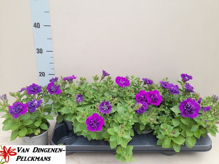 <h4>PET SW SUNS PROVENCE</h4>