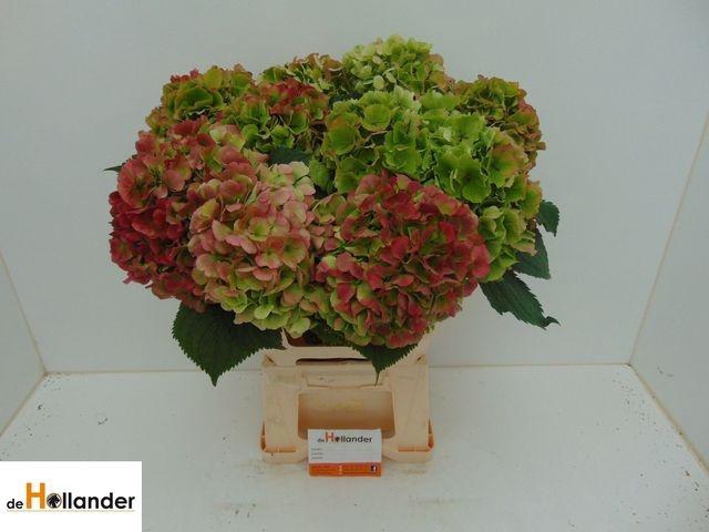 <h4>Hydr M Ch Verena Cl</h4>