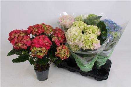 <h4>Hydr M Gem 5+</h4>