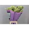 Limonium St Yellow Birds X50