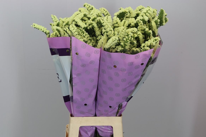 <h4>Limonium St Yellow Birds X50</h4>