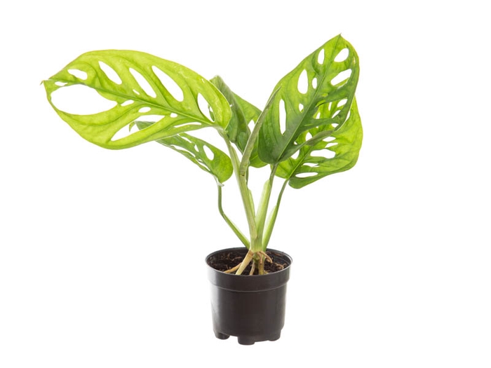 <h4>MONSTERA OBLIQUA ADANSONII P06</h4>