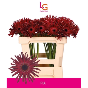 Gerbera Queeni Pia Per kaart