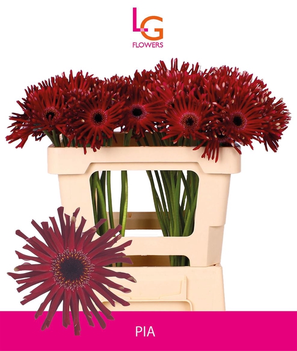 <h4>Gerbera Queeni Pia Per kaart</h4>