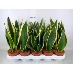 Sansevieria trifa. 'Black Gold'
