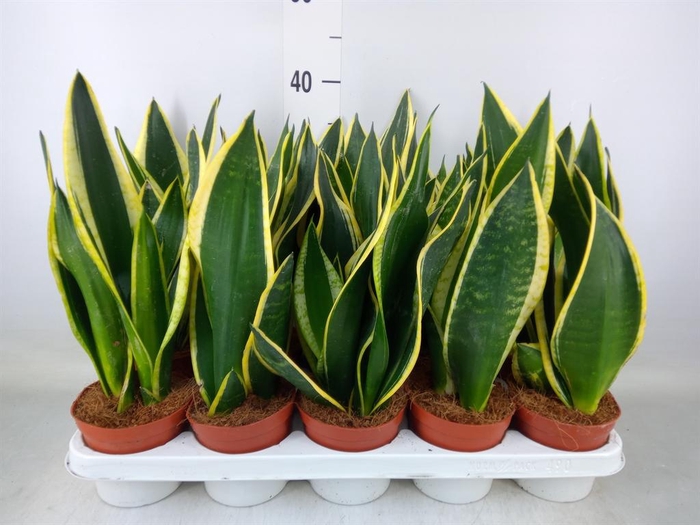 <h4>Sansevieria trifa. 'Black Gold'</h4>