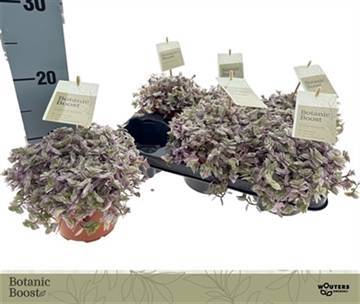 <h4>CALLISIA REP ROSATO</h4>