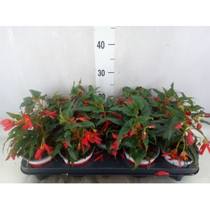 Begonia boliv. 'Angel Orange'