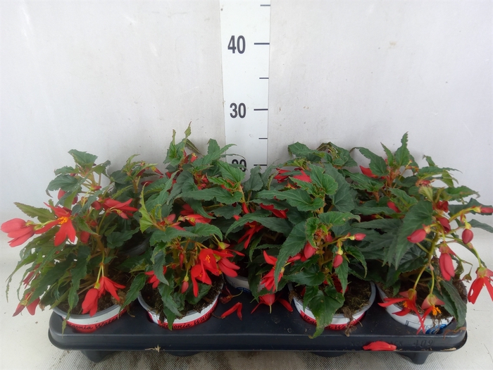 <h4>Begonia boliv. 'Angel Orange'</h4>