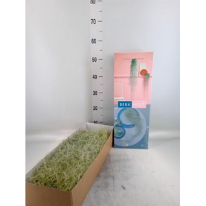 Tillandsia usneoides