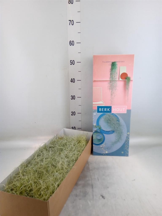 <h4>Tillandsia usneoides</h4>