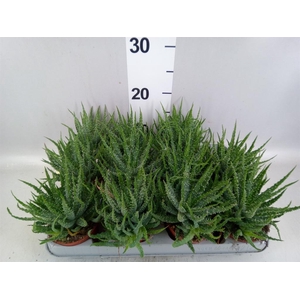 Aloe humilis