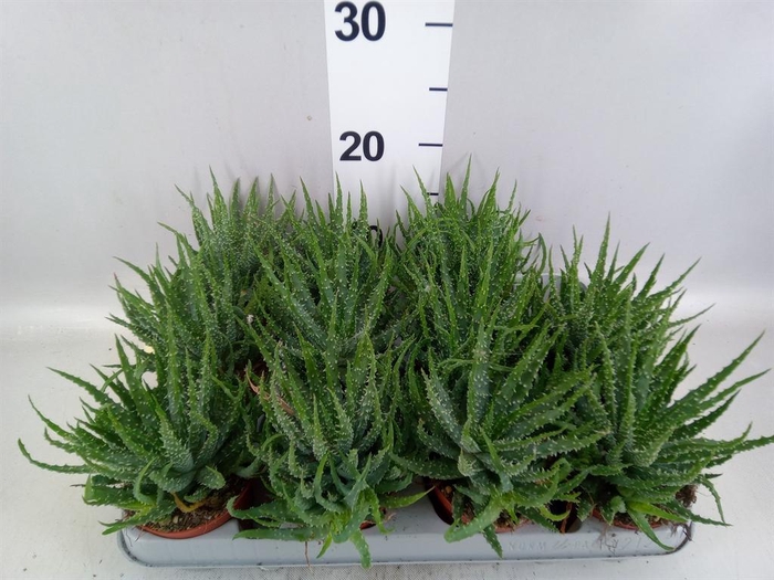 <h4>Aloe humilis</h4>