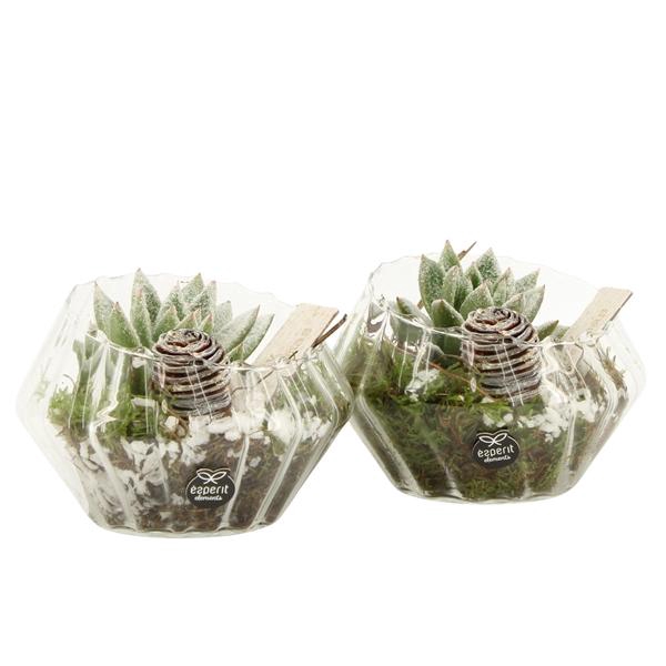 <h4>61961: X-mas arrangement</h4>