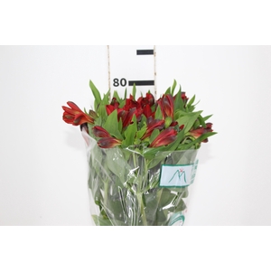 ALSTROEMERIA ANGELINA 080 CM
