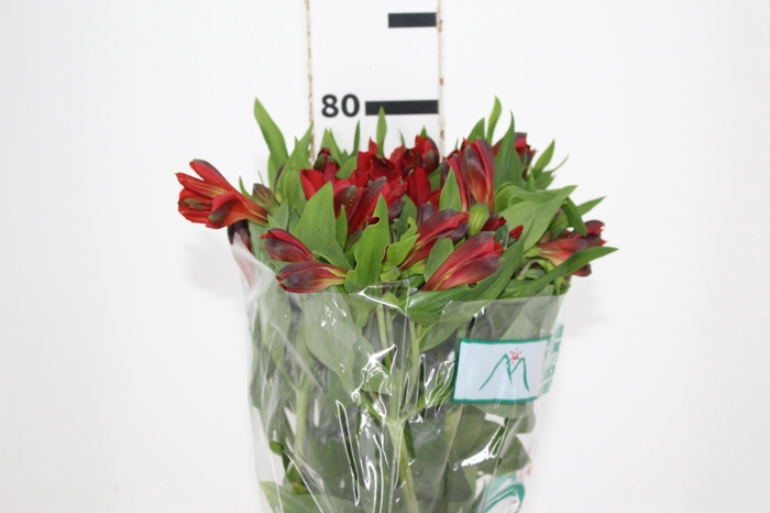 ALSTROEMERIA ANGELINA 080 CM