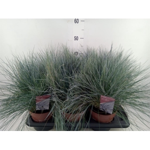Festuca glauca 'Intens Blue'