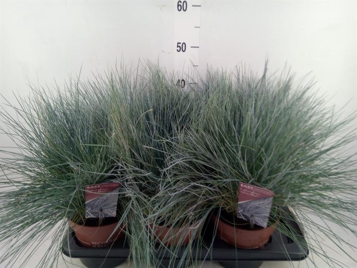 <h4>Festuca glauca 'Intens Blue'</h4>