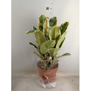 Ficus elastica 'Tineke'