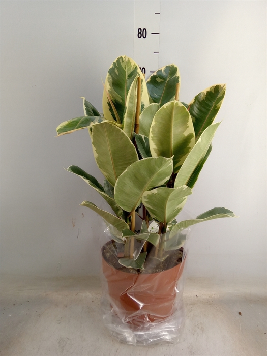 <h4>Ficus elastica 'Tineke'</h4>