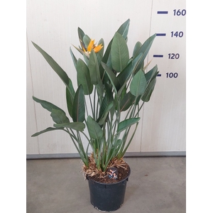 STRELITZIA REGIN BL