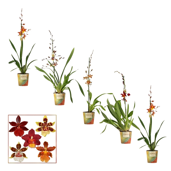 <h4>Cambria 1 tak mix (Scenza)</h4>